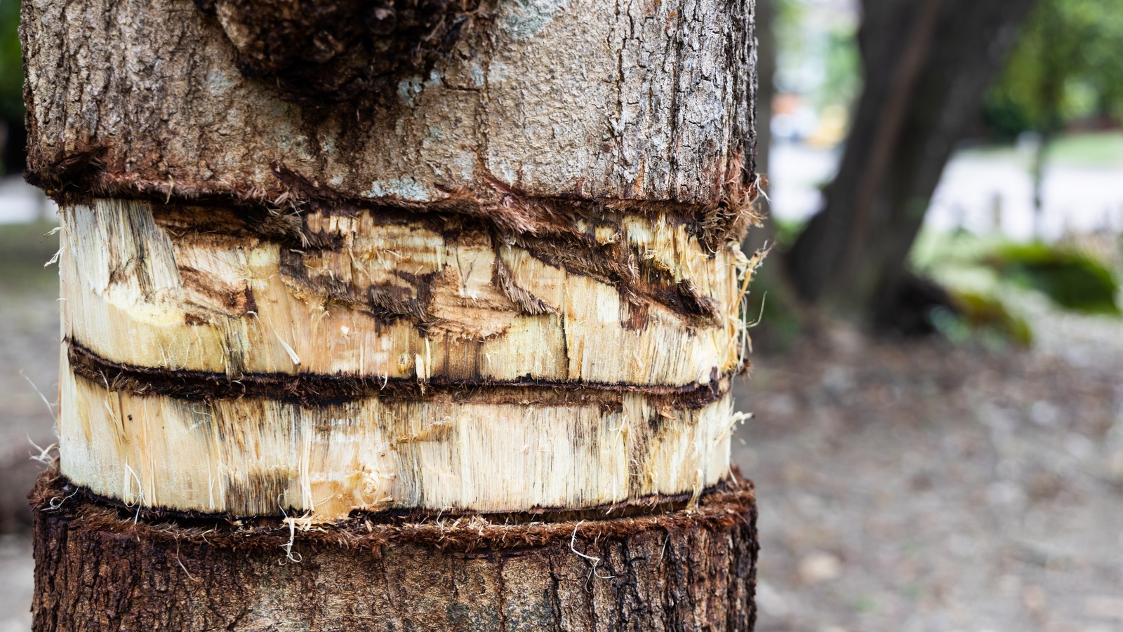 The Benefits Of Girdling A Tree Vs. Cutting It Down