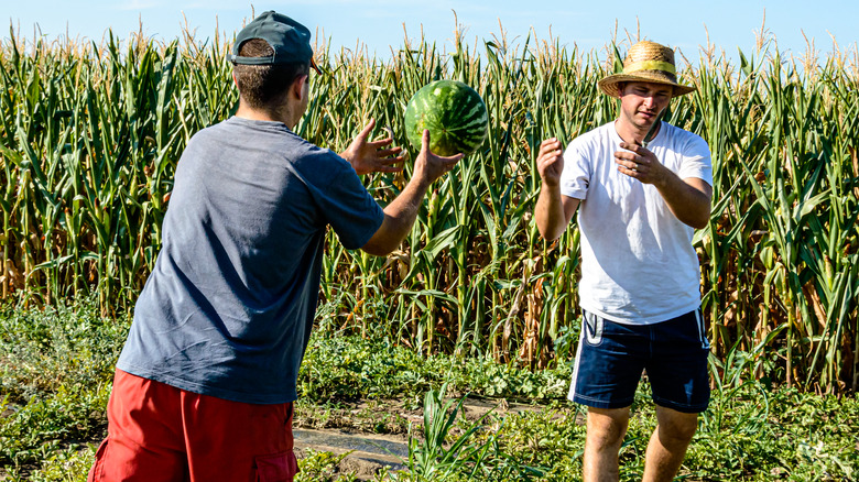 Farmers tossing melon in cornfield