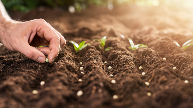Gardener's hand planting seeds