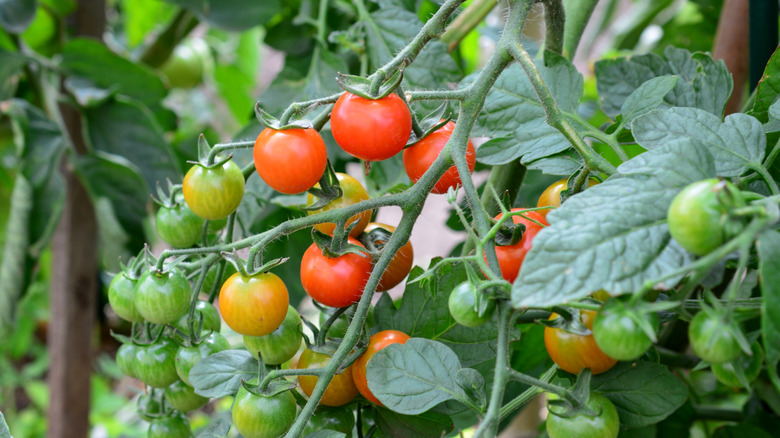 Green and red cherry tomatoes on the vine