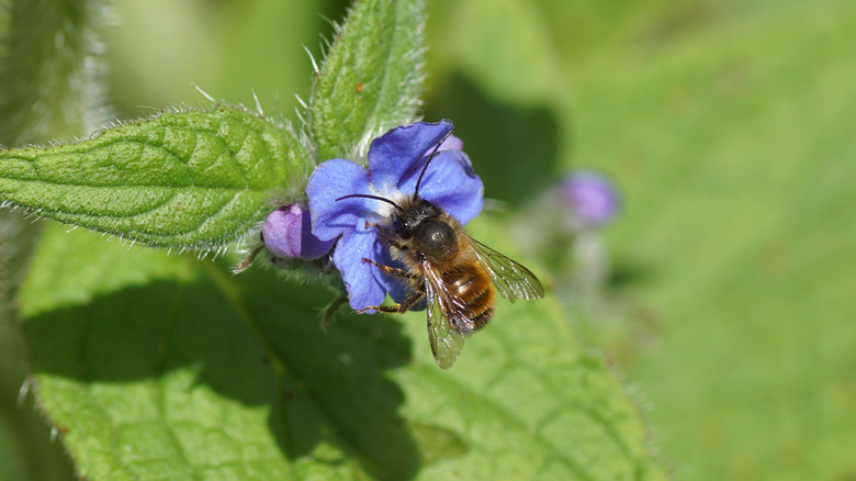 mason bee on flower
