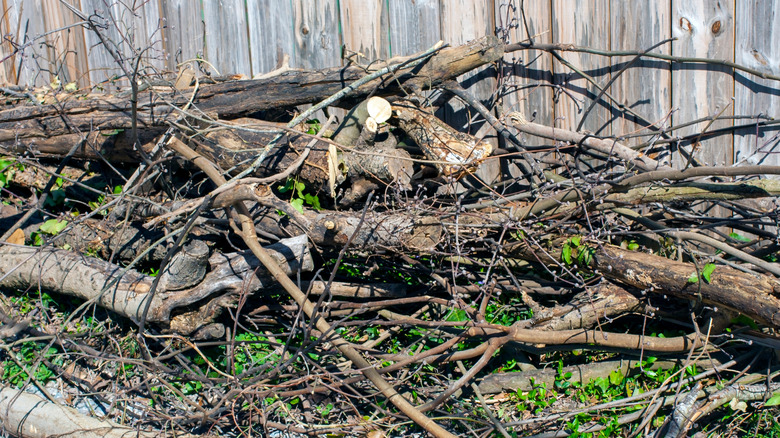 Brush pile in backyard