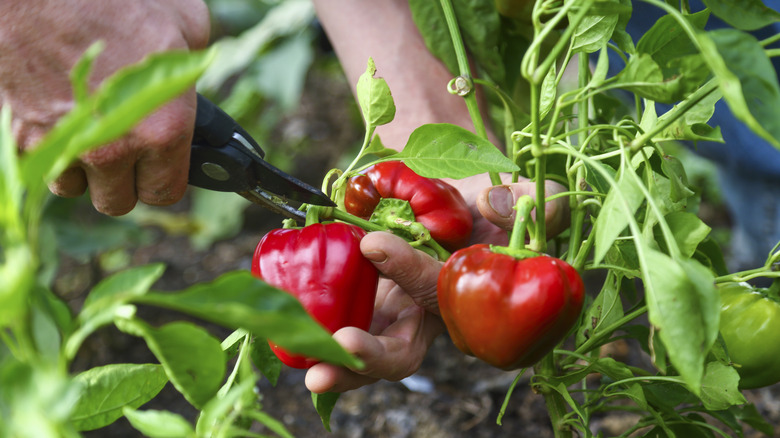 harvesting bell peppers