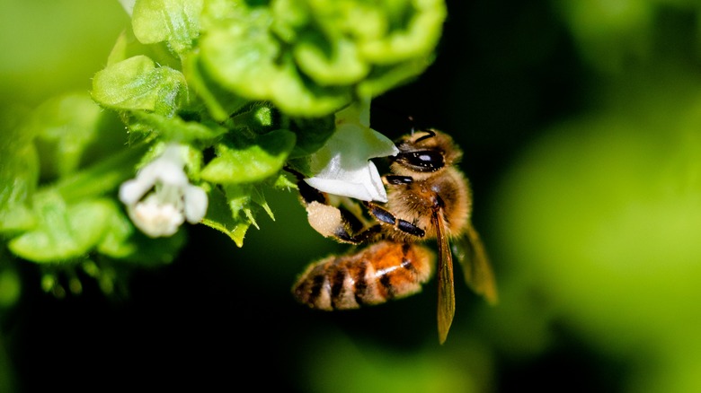 bees pollinating basil flowers
