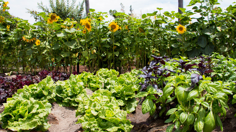 sunflowers and basil in garden