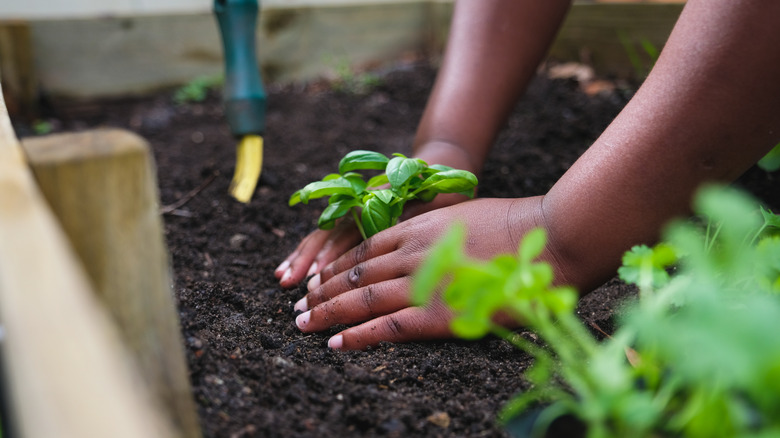 Person planting basil