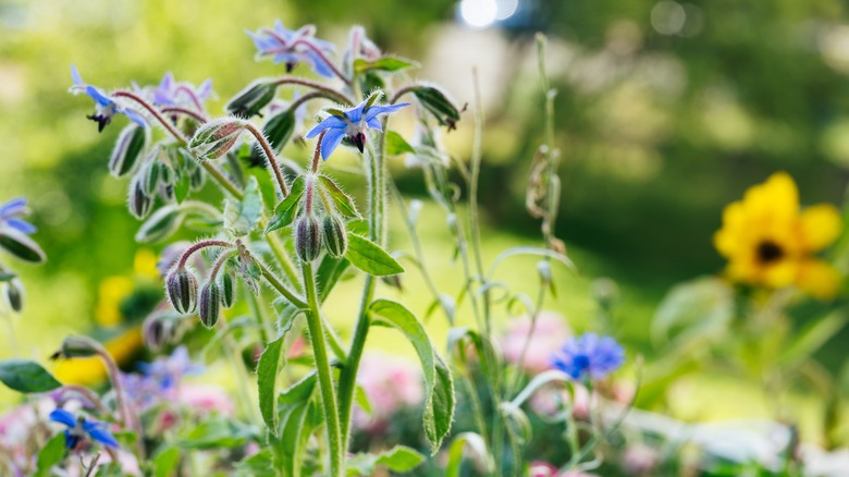 borage among edible garden plants