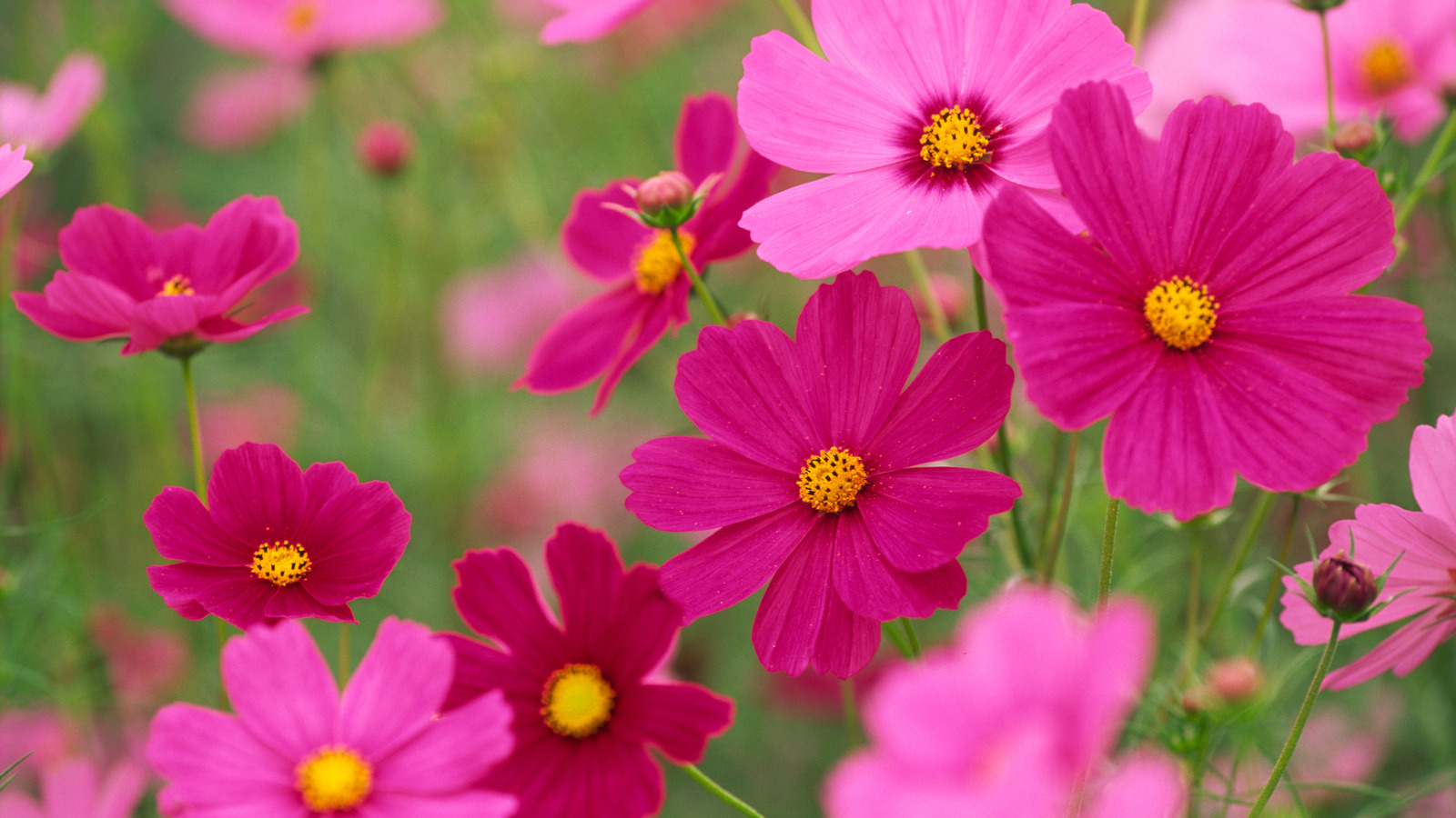 What Is Eating My Cosmos Flowers At Stephanie Cooke Blog