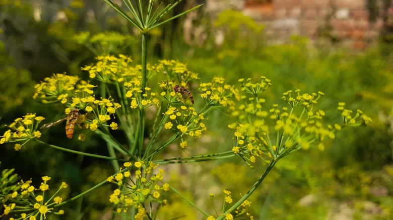 honeybees on flowering dill 