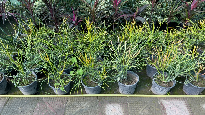 potted firestick plants