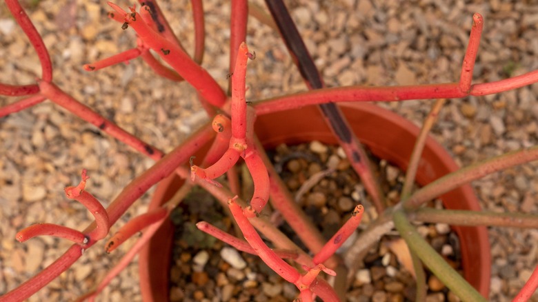 potted firestick plant