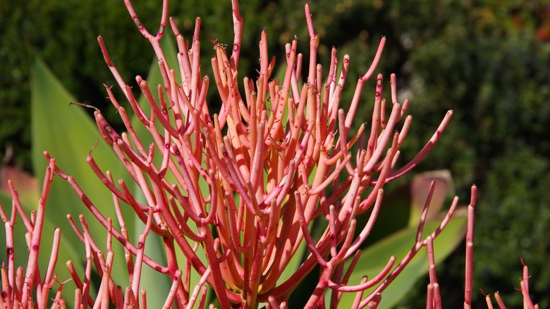 firestick plant