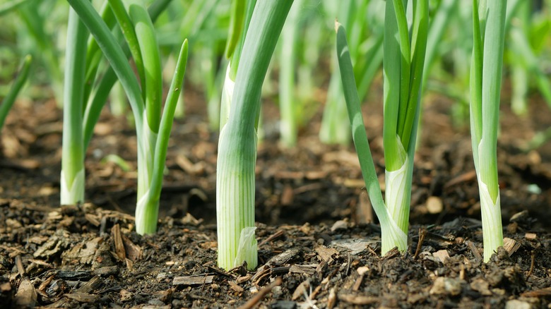 Growing spring onions