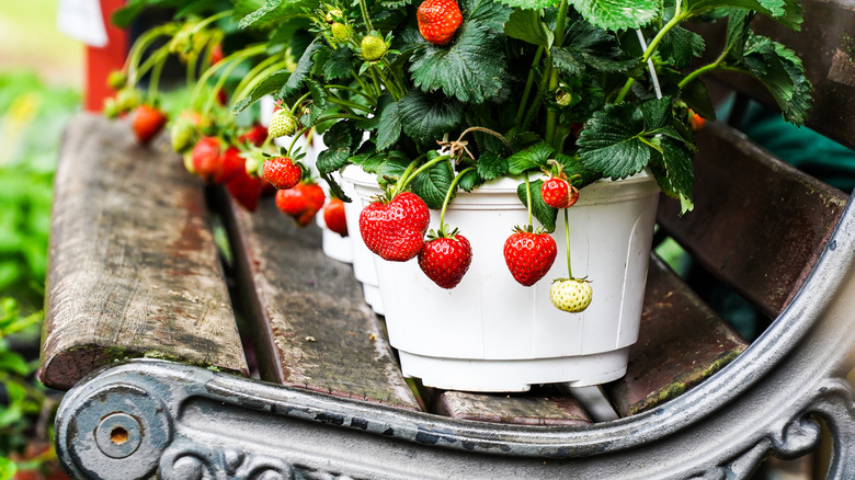 Strawberries growing in garden