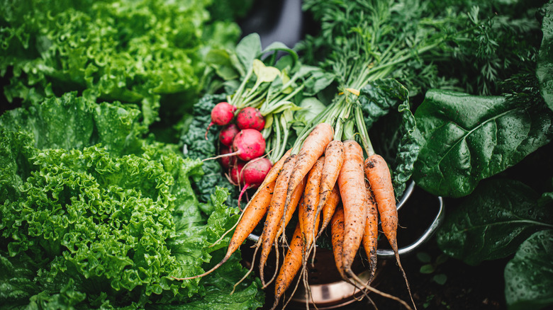 Garden fresh carrots and radishes