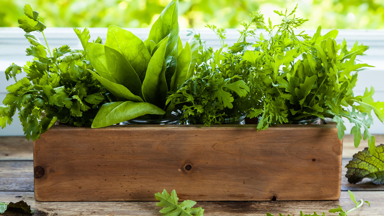 Container garden with spinach and arugula