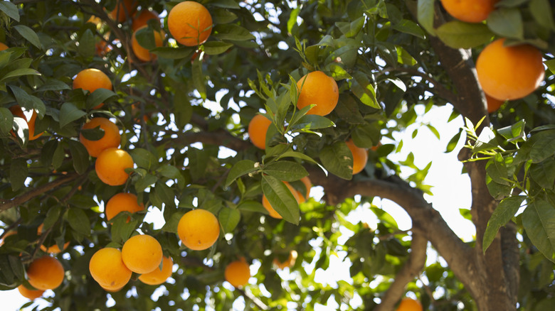 close up oranges on tree