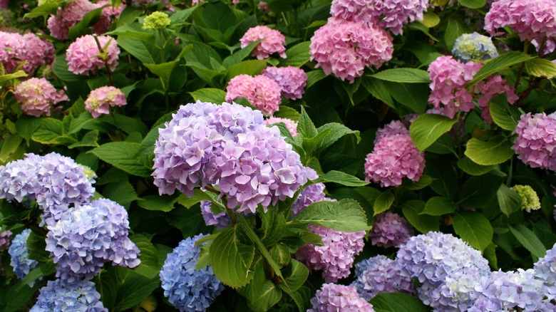 Pink, blue and purple hydrangeas