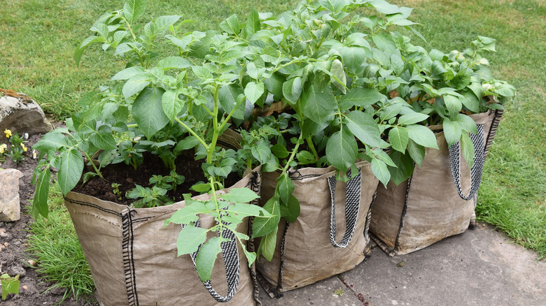 potatoes in grow bags