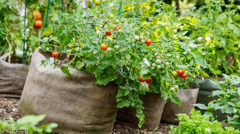 tomatoes growing in bags