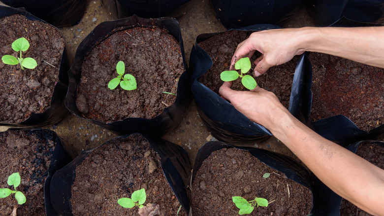 seedlings in grow bags