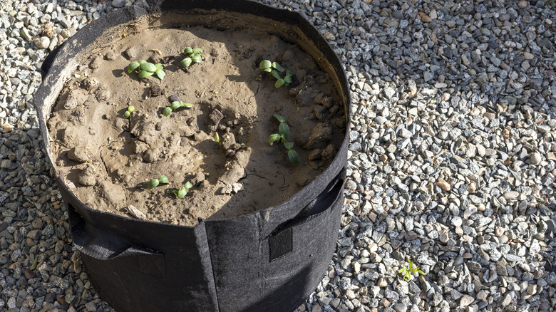 grow bag on gravel 