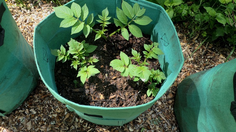 potato plant in grow bag