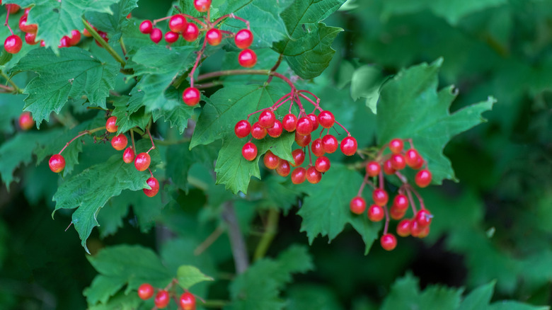 A highbush cranberry shrub with red berries.