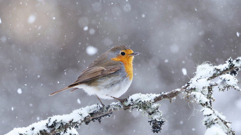 A robin sitting on a branch covered in snow in a garden.
