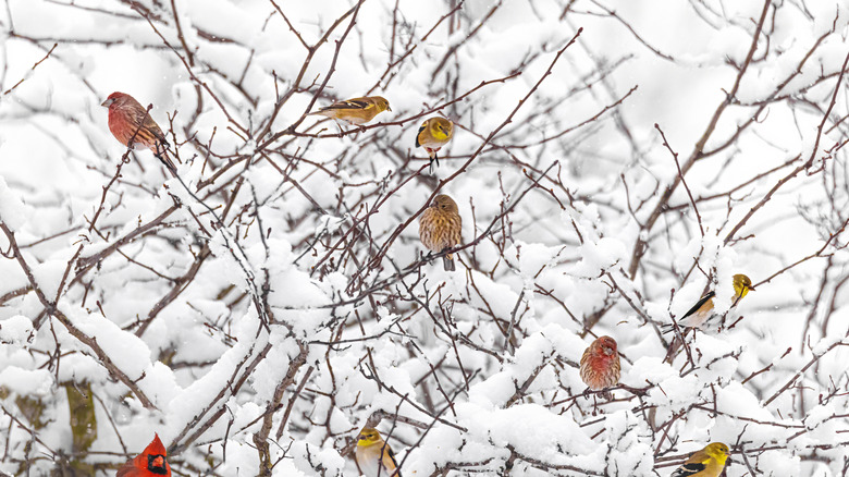 Colorful birds perch in snow covered tree.