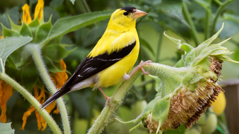 bird sitting on a sunflower