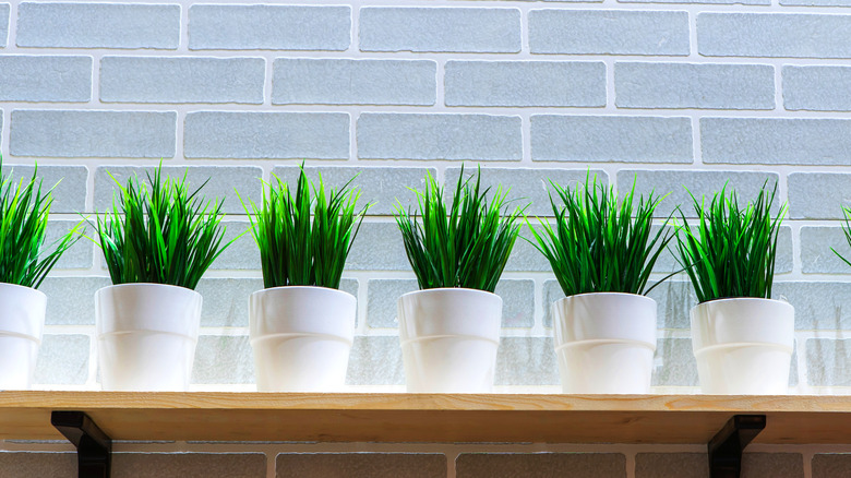 blue brick wall with plants