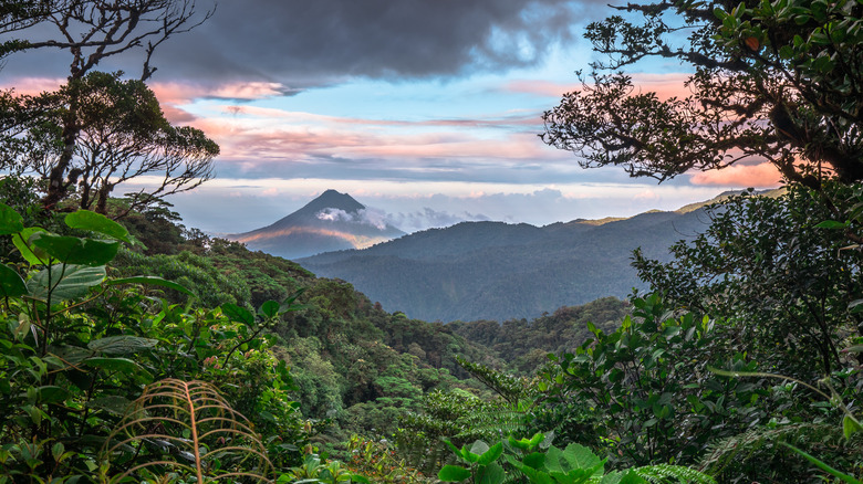 jungle at sunset with mountains