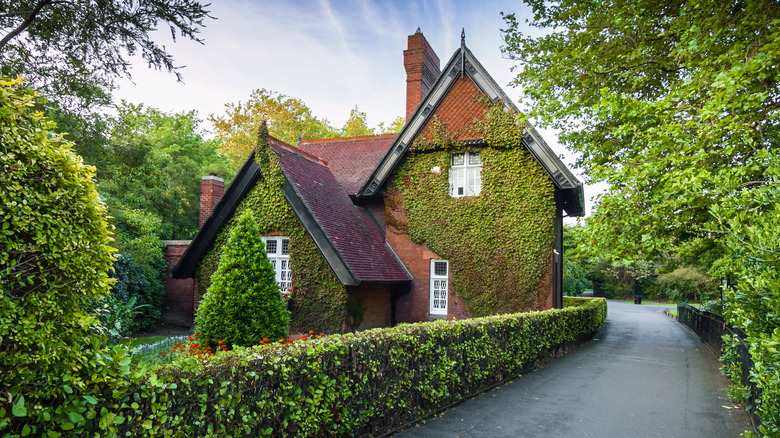 ivy covered brick house