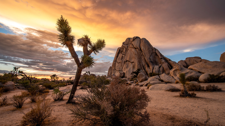 Joshua Tree at sunset