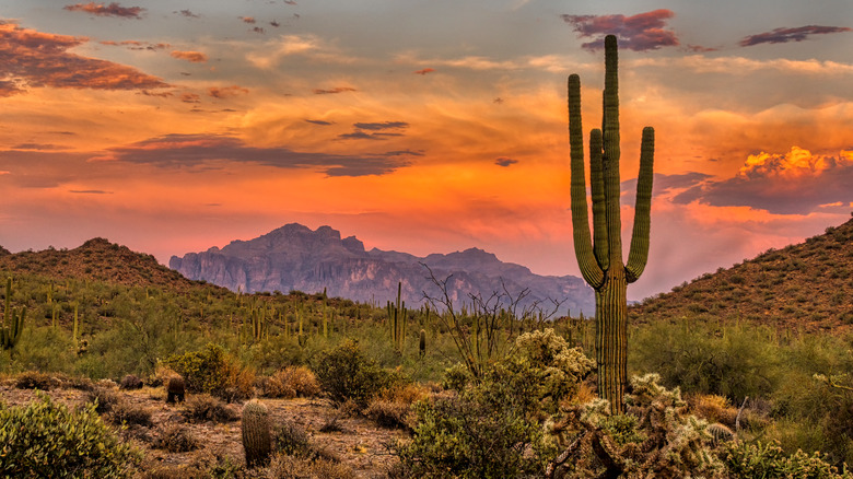 desert national park sunset