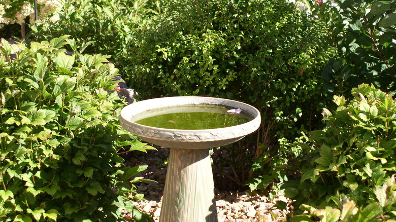 birdbath in midst of foliage with algae in water