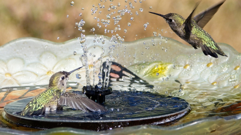 hummingbirds in birdbath with fountain