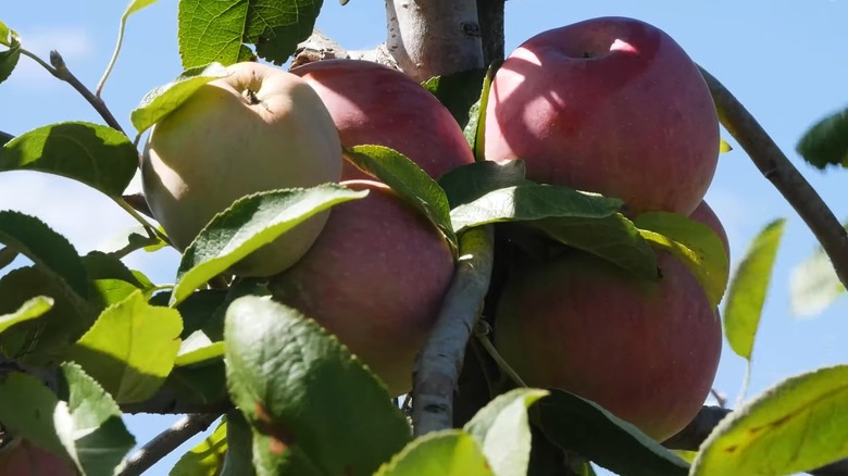 Light yellow and red cortland apples