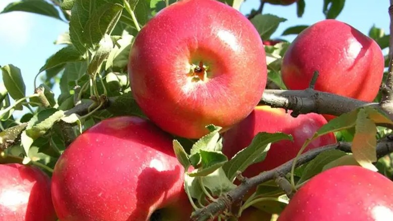 CrimsonCrisp red apples under sunlight
