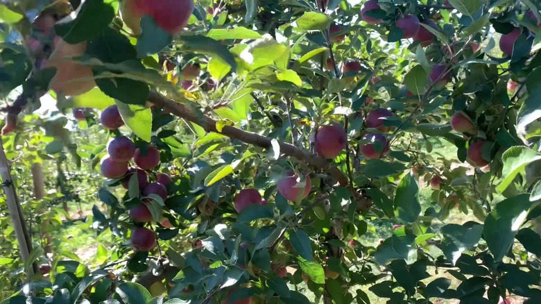 Ripe empire apples hanging from tree branches