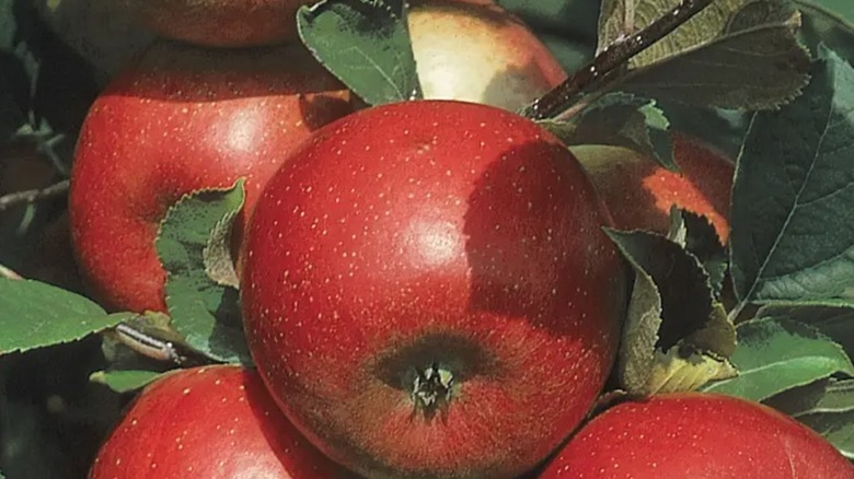 Red and yellow freedom apples hanging on a tree branch