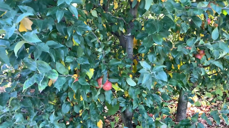 Frostbite apples hanging from tree branches