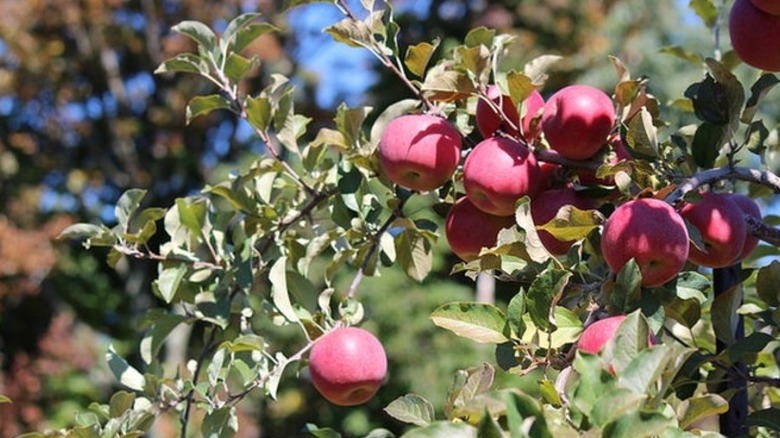 Ripe red Fuji apples receiving sunlight