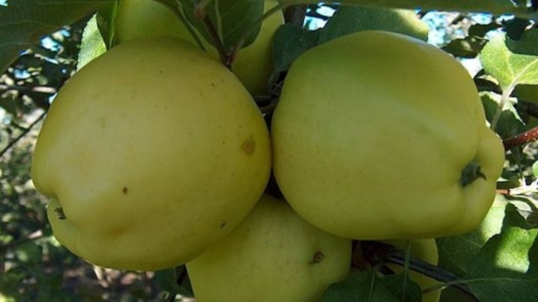 Greenish yellow Ginger Gold apples hanging from a tree branch
