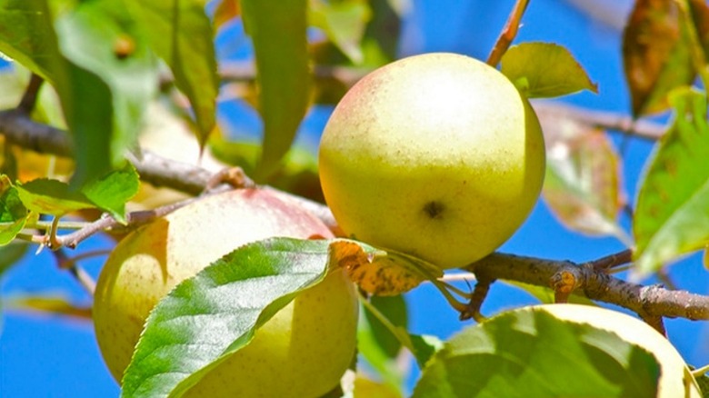 Golden Delicious apples receiving sunlight while hanging from branches