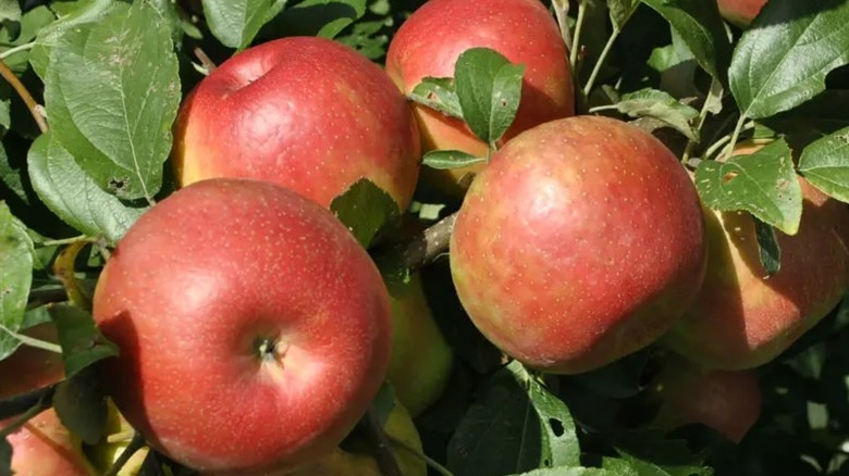 Honeycrisp apples nestled among green leaves