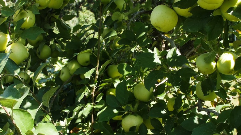 Green honeygold apples hanging from tree branches