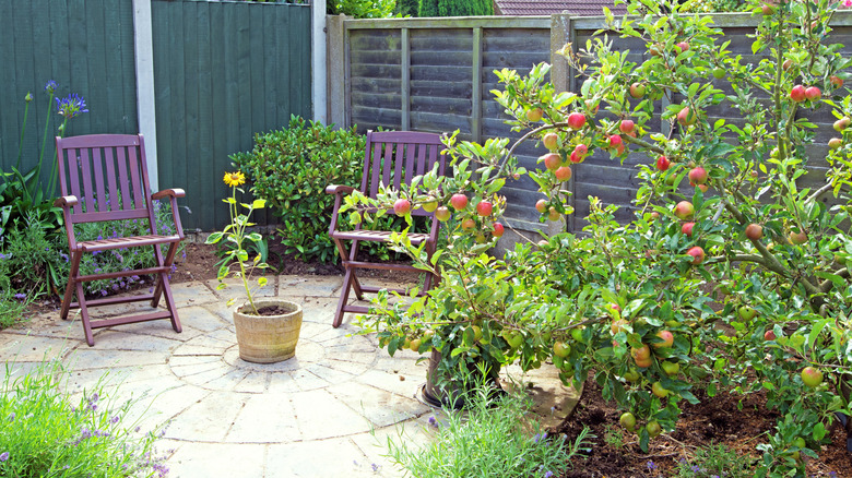 Apple tree laden with fruits growing in a backyard