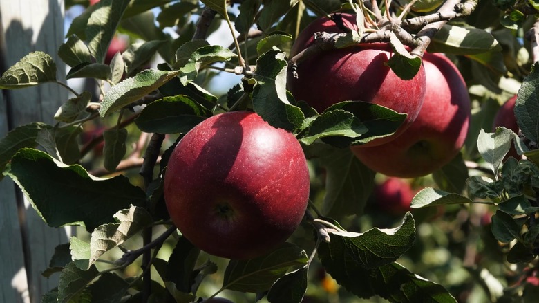 Dark red Jonathan apples hanging from a tree branch